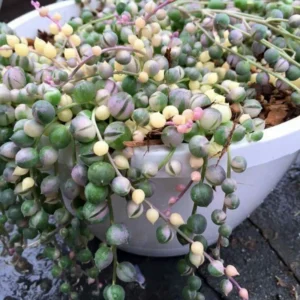 Variegated String of Pearls Succulent - 2 Inch Pot - Unique Houseplant