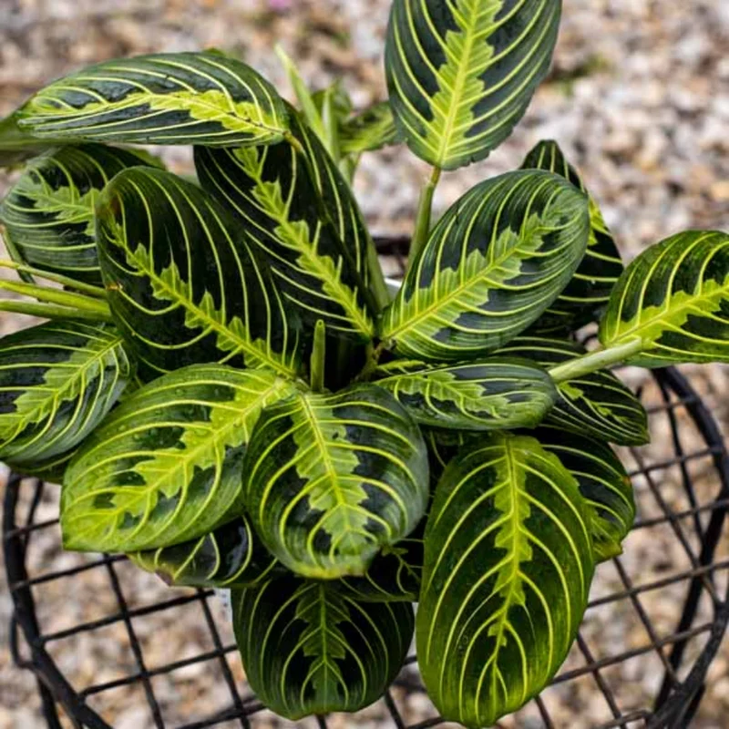 Maranta Lemon Lime Plant 4 Inch Pot Indoor Plant