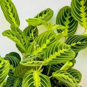Maranta Lemon Lime Plant 4 Inch Pot Indoor Plant