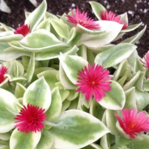 Variegated Baby Sun Rose Ice Plant - 2 Inch Pot - Succulent Groundcover