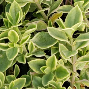 Variegated Baby Sun Rose Ice Plant - 2 Inch Pot - Succulent Groundcover