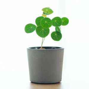 Stephania Cepharantha Caudex Plant - 4 Inch Pot - Unique Home Decor