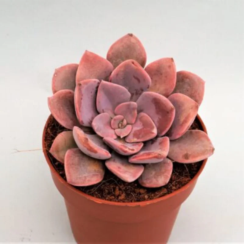 Pink Debbie Graptoveria Succulent 2.5 inch Potted Plant