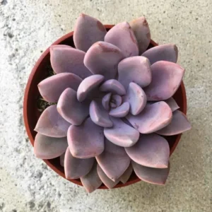 Graptoveria Debbie Succulent - Pink 4-inch Pot - Unique Variety