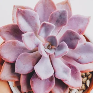 Graptoveria Debbie Succulent - Pink 4-inch Pot - Unique Variety