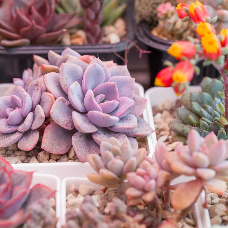 Graptoveria Debbie Succulent - Pink 4-inch Pot - Unique Variety
