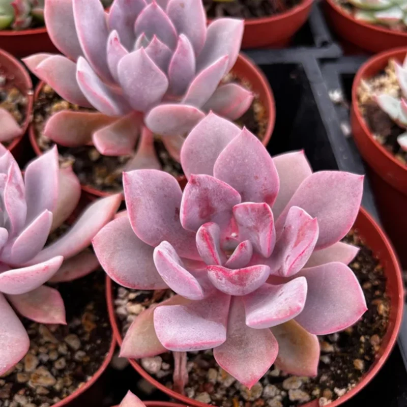 Graptoveria Debbie Succulent - Pink 4-inch Pot - Unique Variety