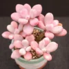 Pink Moonstone Succulent - 2 inch Potted Succulent Plant