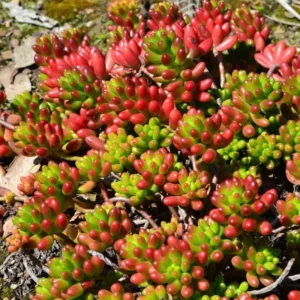 Sedum Jelly Bean Succulent 2-inch Potted Plant