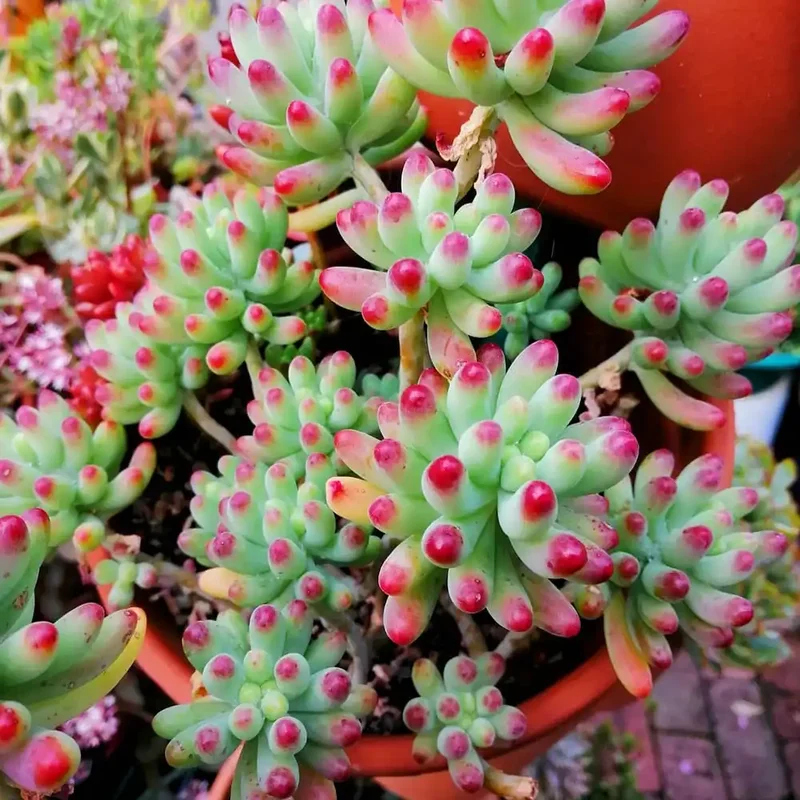 Sedum Jelly Bean Succulent 4" Pot - Cute Indoor/Outdoor Plant