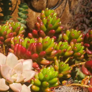 Sedum Jelly Bean Succulent 4