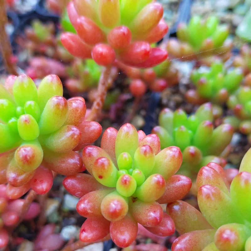 Sedum Jelly Bean Succulent 4" Pot - Cute Indoor/Outdoor Plant