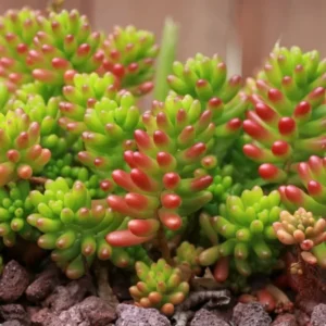 Sedum Jelly Bean Succulent 4" Pot - Cute Indoor/Outdoor Plant