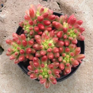 Sedum Jelly Bean Succulent 4
