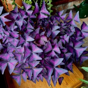 Purple Oxalis Triangularis Plant 4-6 Inch Potted Indoor Plant