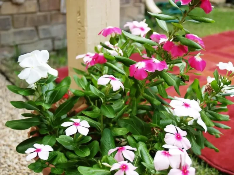 Bright pink periwinkle flowers blooming under soft natural light with healthy green leaves in the background.