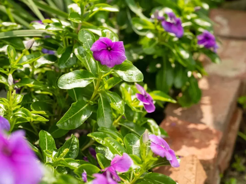 Purple periwinkle flowers blooming near a garden path, surrounded by lush green foliage.