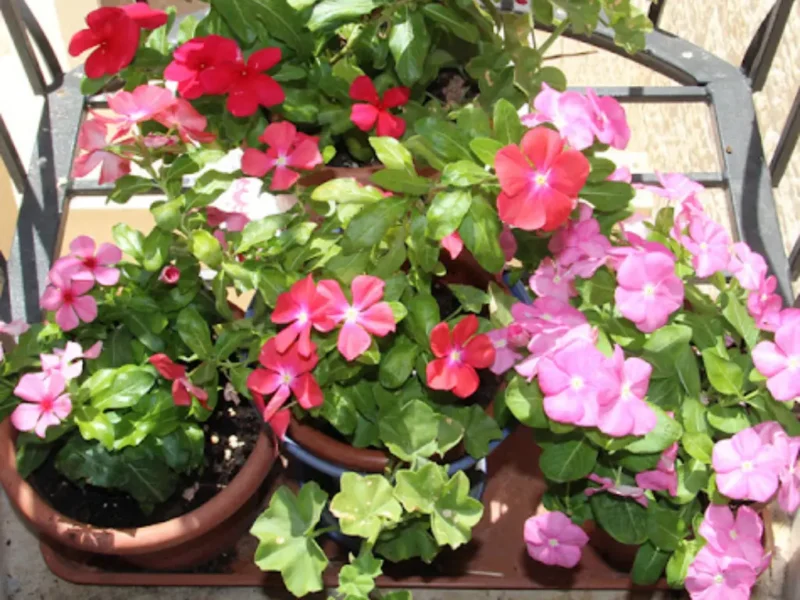 Multiple pots of colorful periwinkle flowers on a metal stand, placed on a patio or balcony.