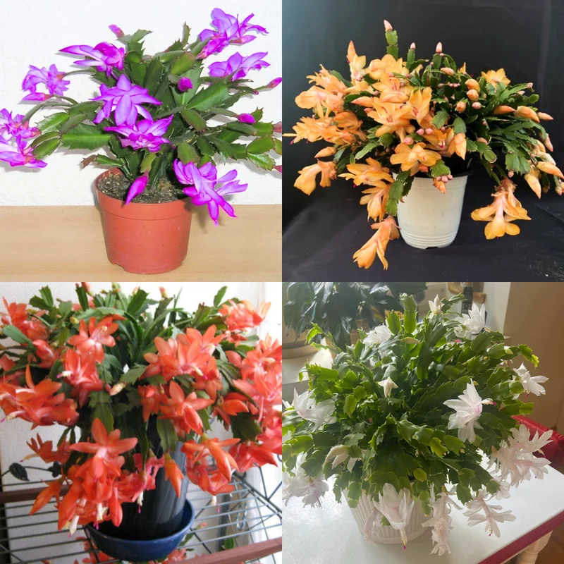 Easter Cactus Plants Live - 4 Starter Holiday Cactus - Indoor/Outdoor - 5-9 inch - No Pot