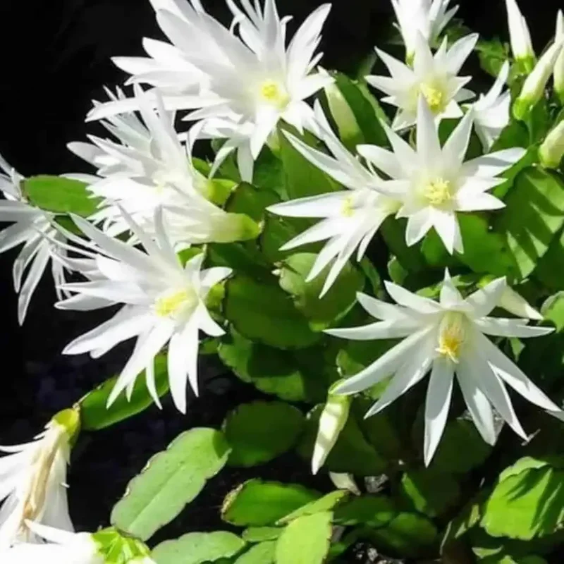 Easter Cactus Plants Live - 4 Starter Holiday Cactus - Indoor/Outdoor - 5-9 inch - No Pot