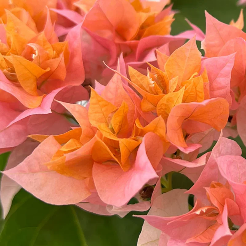 Combo 2 Bougainvillea Plants Live Trees 5-10" Tall Outdoor Flowering Vines