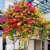 Combo 2 Bougainvillea Plants Live Trees 5-10" Tall Outdoor Flowering Vines