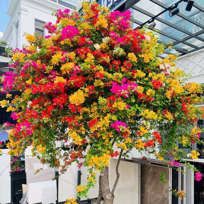 Combo 2 Bougainvillea Plants Live Trees 5-10" Tall Outdoor Flowering Vines