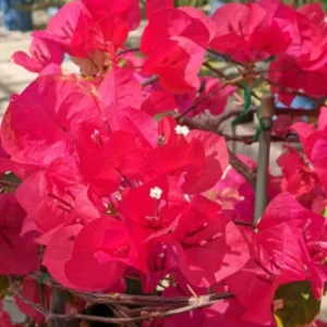 Climbing Bougainvillea Plants Set of 3 Live Bougainvillea Vines 5-9
