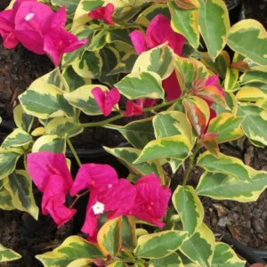 Climbing Bougainvillea Plants Set of 3 Live Bougainvillea Vines 5-9