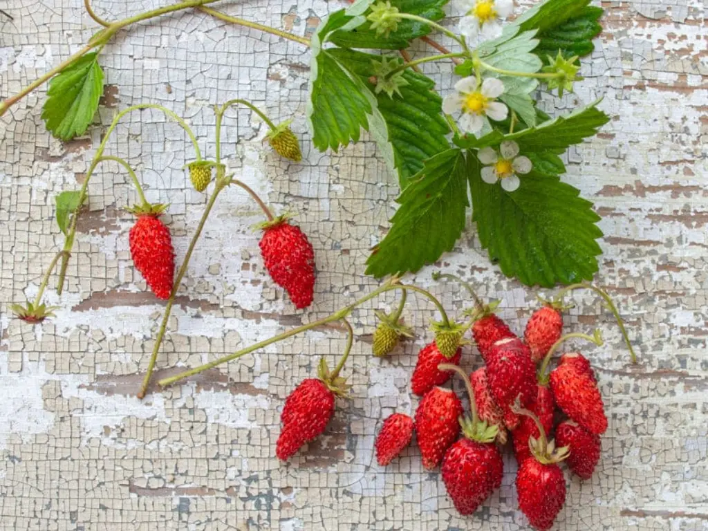 Alpine Strawberry fruits and flowers