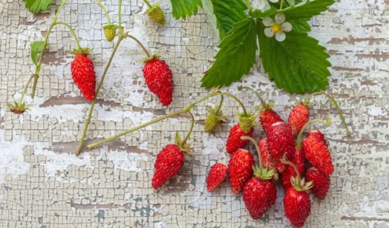 Alpine Strawberry fruits and flowers