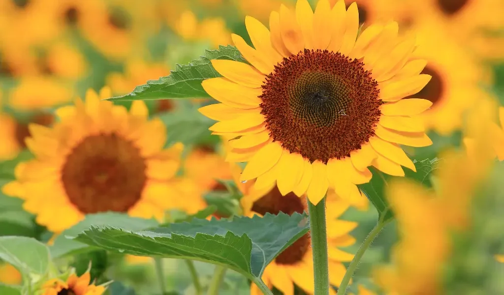 flowers plant in August
