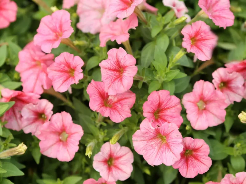 Petunias