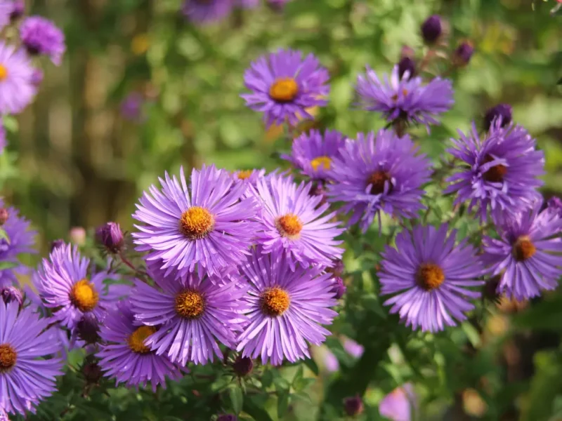 Asters