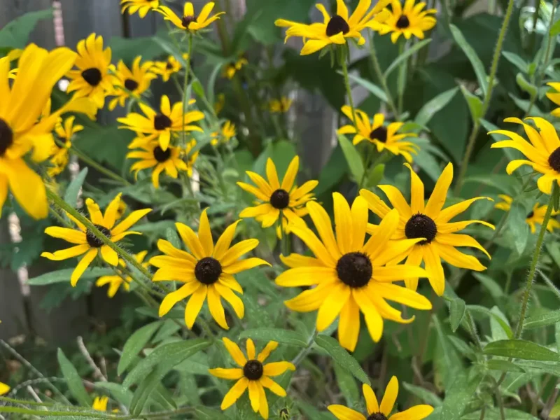 Black-Eyed Susan
