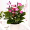 Purple Anthurium Plant - 4 Inch Potted Flower - Exotic Indoor Plant