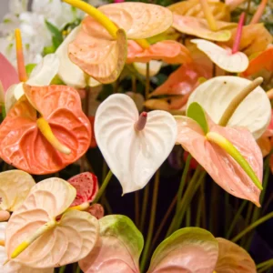 Coral Anthurium Plant - 4 Inch Potted Indoor Plant
