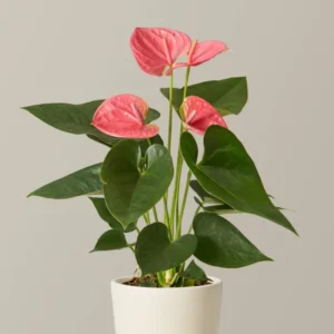Coral Anthurium Plant - 6-8 Inch Potted Houseplant