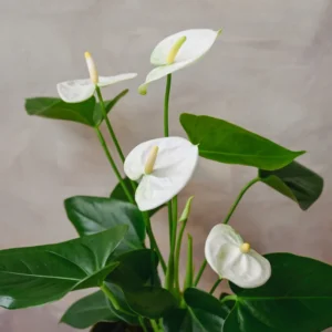 White Anthurium Plant - 4 Inch Potted Indoor Flower - Exotic Beauty