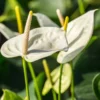 White Anthurium Plant - 6-8 Inch Potted Flowering Plant