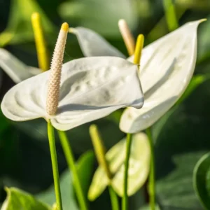 White Anthurium Plant - 6-8 Inch Potted Flowering Plant