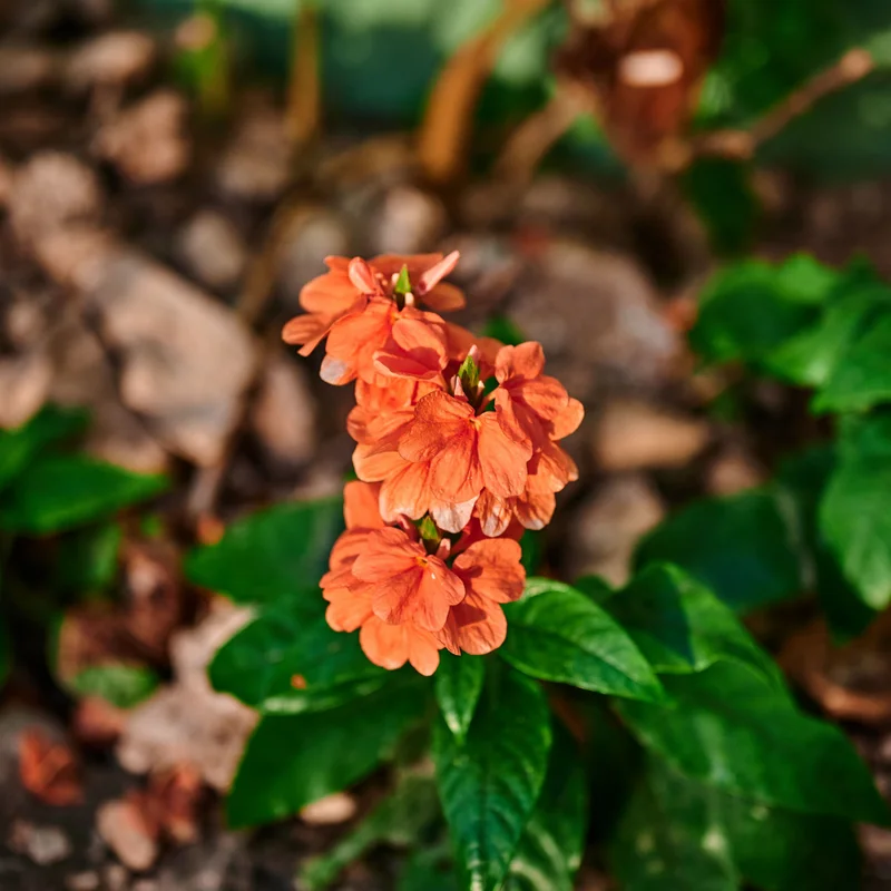 Orange Crossandra Plugs Set - 2 Live Plants, 5-7 inch Height, Vibrant Orange Blooms