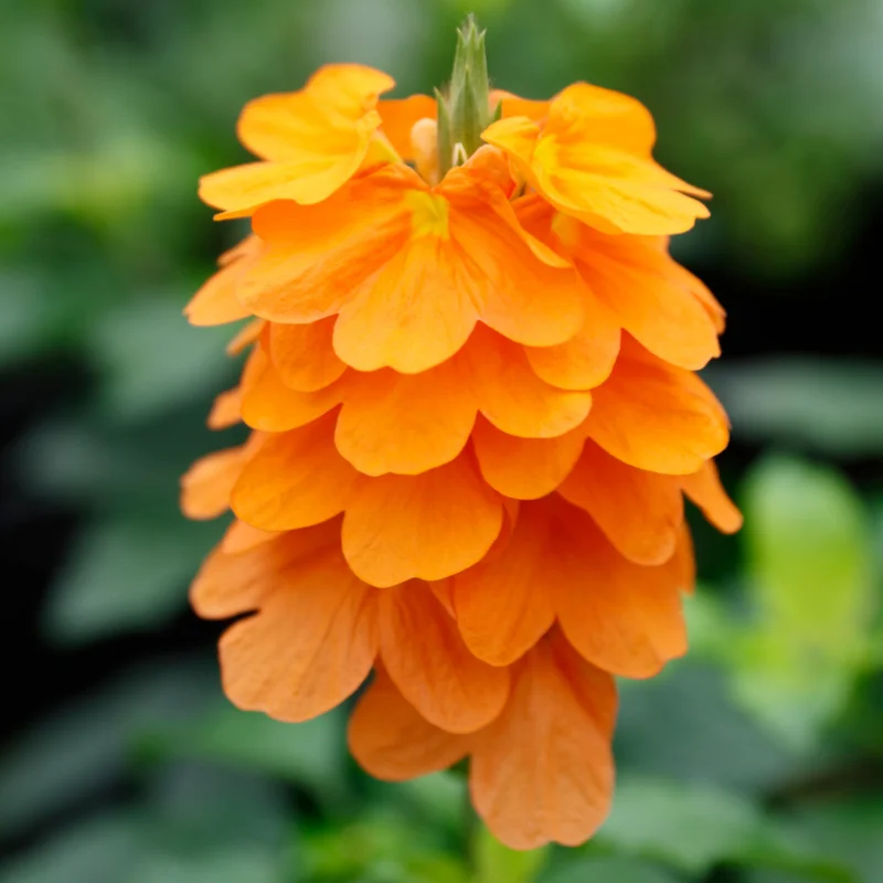 Orange Crossandra Plugs Set - 2 Live Plants, 5-7 inch Height, Vibrant Orange Blooms