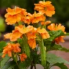 Orange Crossandra Plants - 4 Plug Set - 5-7 Inch - Vibrant Blooms
