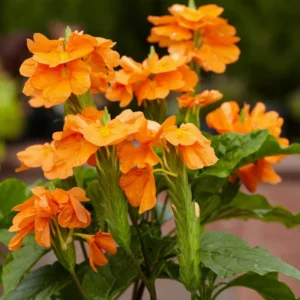 Orange Crossandra Plants - 4 Plug Set - 5-7 Inch - Vibrant Blooms