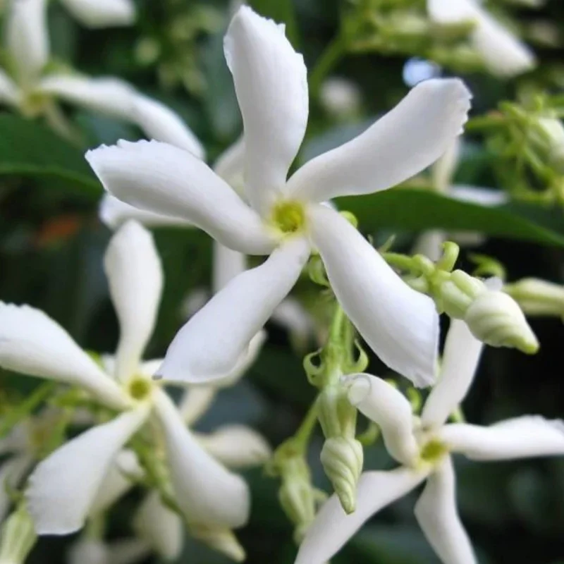 Confederate Jasmine Plugs Set of 4, 5-7 inch, Fragrant Flowering Vines