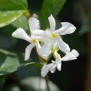 Confederate Jasmine Plugs Set of 4, 5-7 inch, Fragrant Flowering Vines