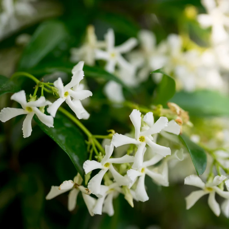 Confederate Jasmine Plugs Set of 4, 5-7 inch, Fragrant Flowering Vines