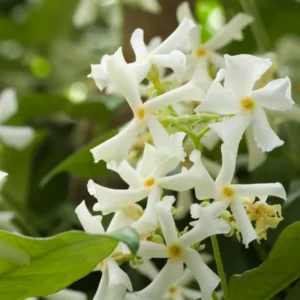 Confederate Jasmine Plugs Set of 4, 5-7 inch, Fragrant Flowering Vines