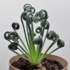 Frizzle Sizzle Plant - Corkscrew Albuca - 4 Inch Pot - Unique Curly Leaves